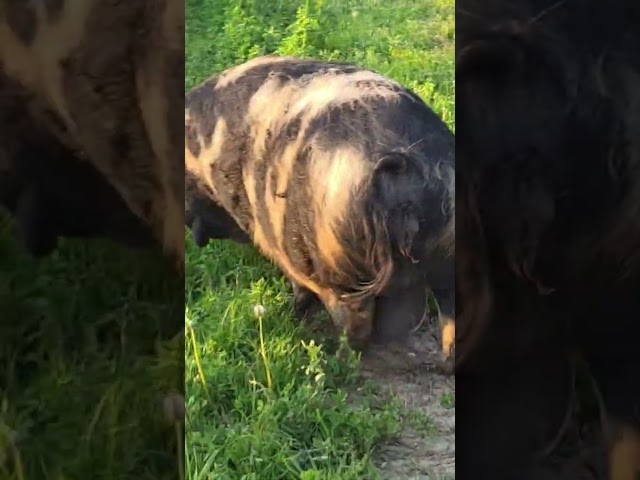 When do you think she is going to have her piglets?