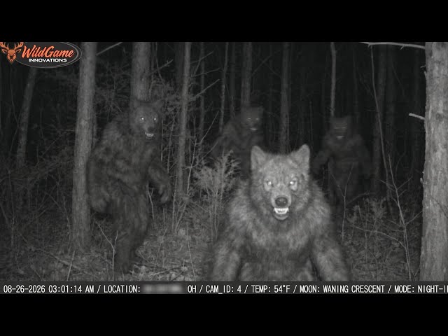 All the Clearest NEW Cryptid Footage in One LONG Video!
