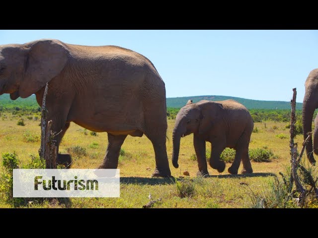 Could Woolly Mammoth DNA Save Elephants?