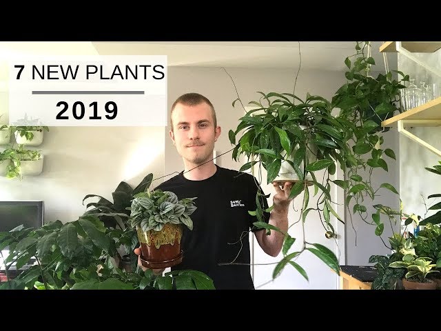 7 New and Upcoming Houseplants for 2019