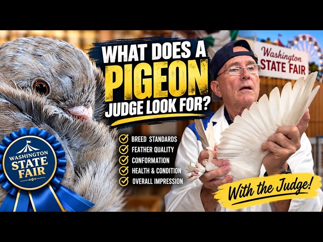 WHAT DOES A PIGEON JUDGE LOOK FOR? 🕊️ | Fancy Pigeons & Show Standards