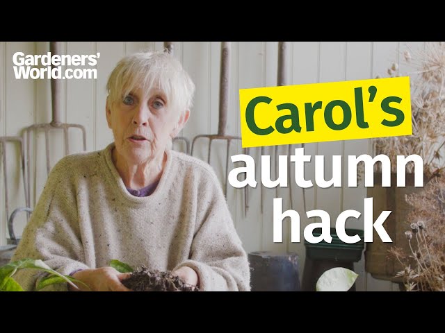 Carol Klein reveals the SECRET to ENDLESS FREE PLANTS
