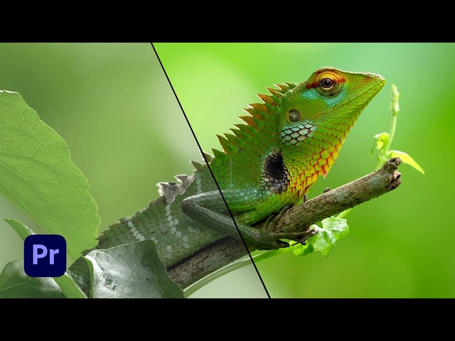 How to Copy Color Grading from One Clip to Another in Premiere Pro | Easy Tutorial