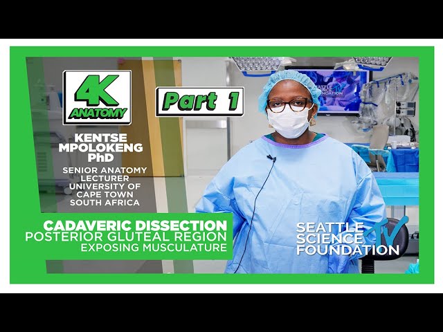 4K Anatomy - Lower Leg Dissection - Part One,  Anterior Thigh - Kentse Mpolokeng, PhD