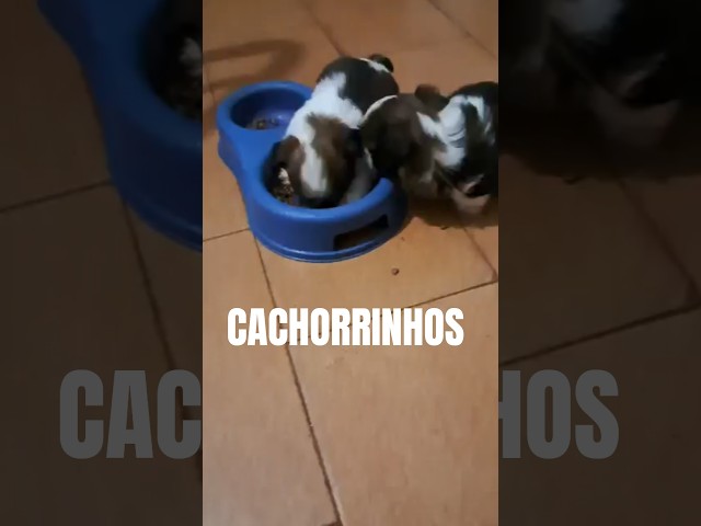 Shih-tzu cachorrinho