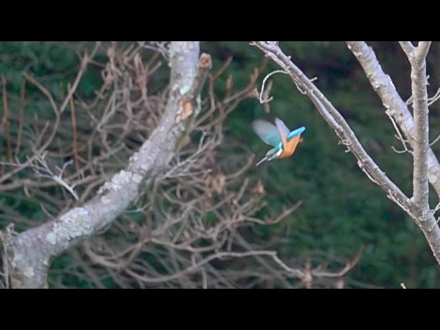 初めての野鳥ハイスピード撮影（カワセミとジョウビタキ）2021.01.31
