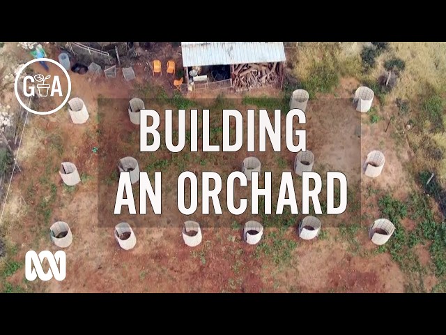 Orchard Update - Planting a Living Mulch  | Gardening Australia