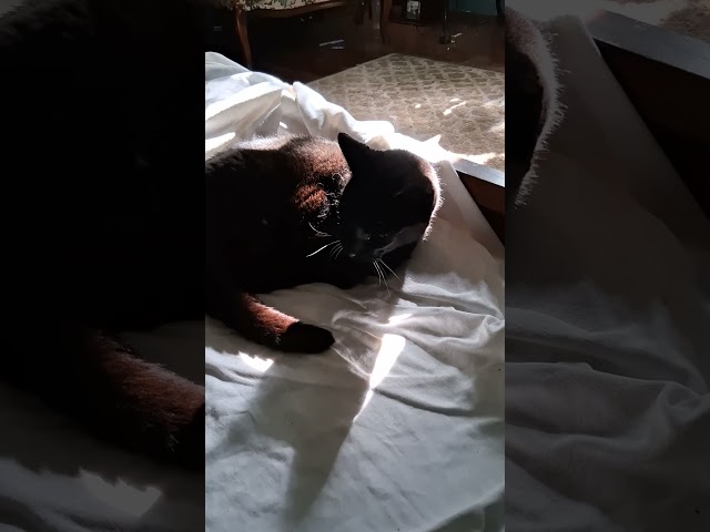 Charlie recovering from his "adventure"