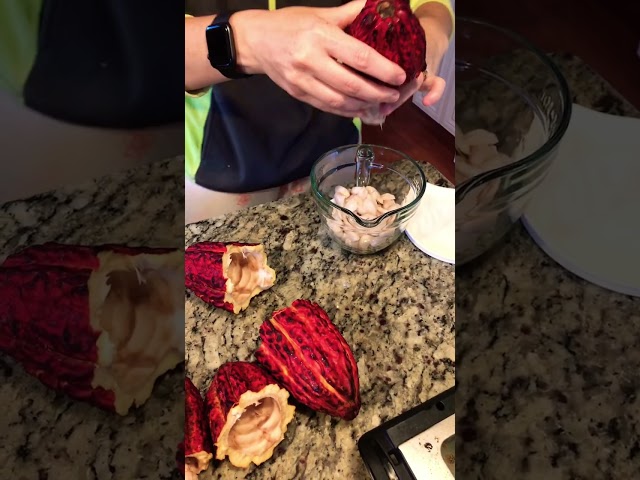 Origin of Chocolate (What’s inside a Cocoa Pod)
