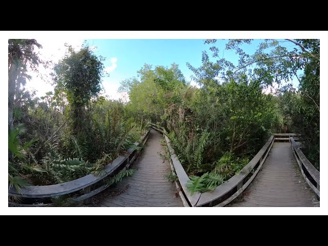 2022-11-04 Walk - Everglades, FL - Mahogany Hammock