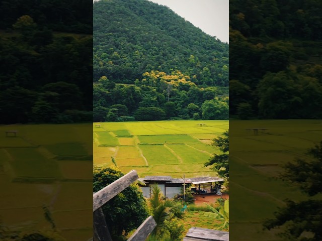 Hidden Rice Paddy Viewpoint in the Mountains 🇹🇭