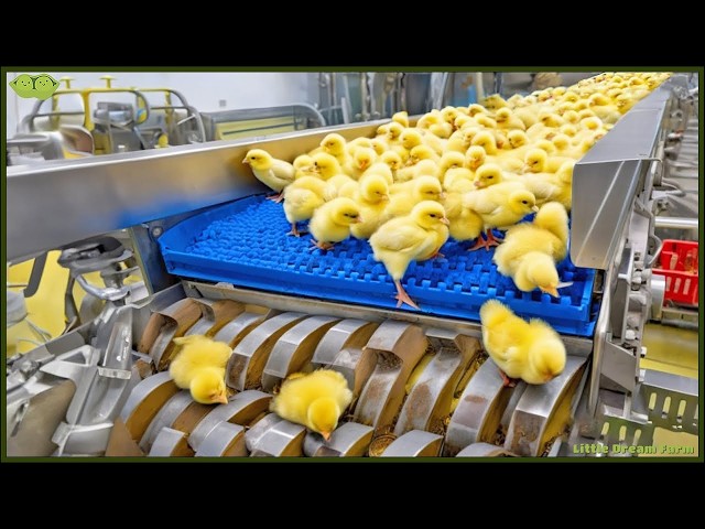 Chicken Mega Factory: Egg Incubation & Broiler Raising Process