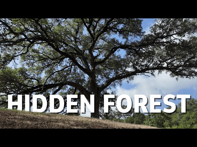 We Found San Antonio’s Biggest Trees in a Forgotten Golf Course