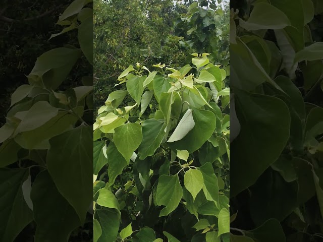 Nature Beauty | Saiyaara Song | Peaceful Vibes | Shorts Video|