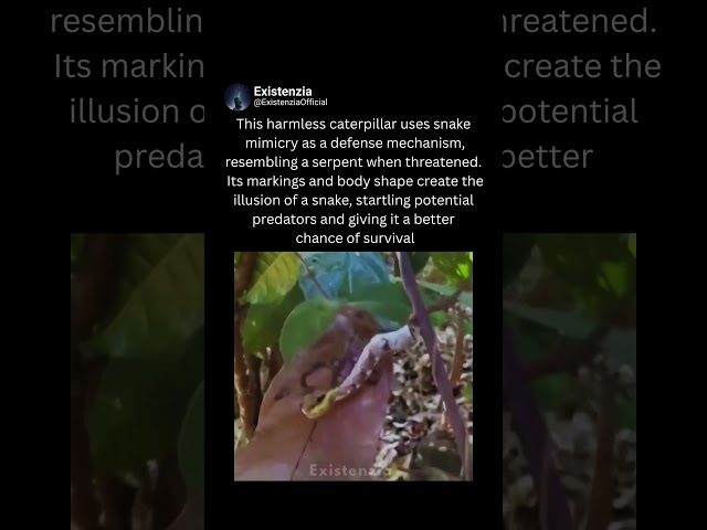 The Caterpillar That Mimics a Snake
