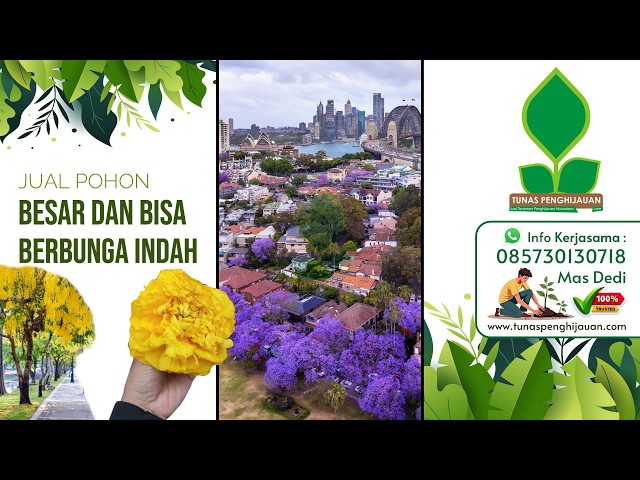 List of Large, Beautiful Flowering Trees for Greening in Indonesia