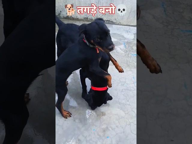 👿#dog😈#shorts🐕 #trending#motivation#youtubeshorts #viral#youtubevideos#viralshorts #ytshorts#youtube