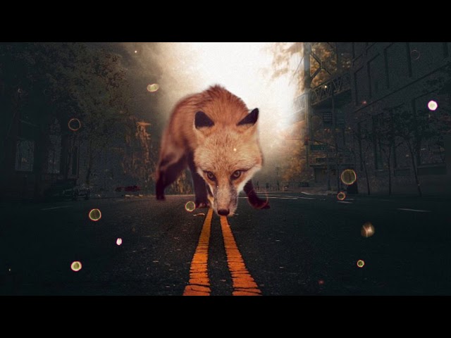 Deepfox Take a Look