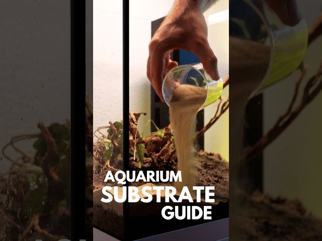 Cheap Aquarium Soil Trick You Need to Try!