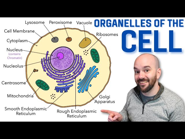 Cell Organelles - Explained in a way that finally makes sense!