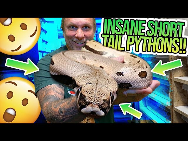 INSANE BLOOD PYTHON / SHORT TAIL PYTHON SNAKE ROOM TOUR!! | BRIAN BARCZYK