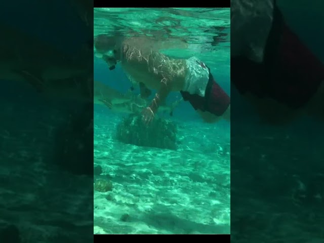 SWIMMING WITH SHARKS 🦈