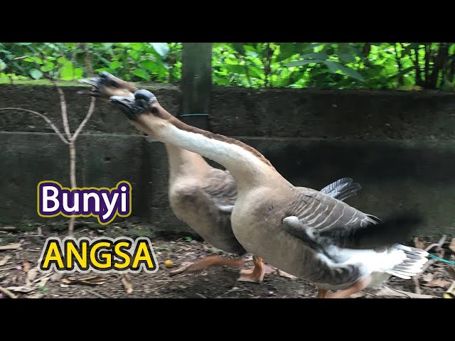 Bunyi Angsa Kampung