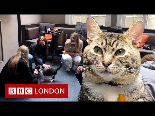 Inside a cat café helping homeless felines