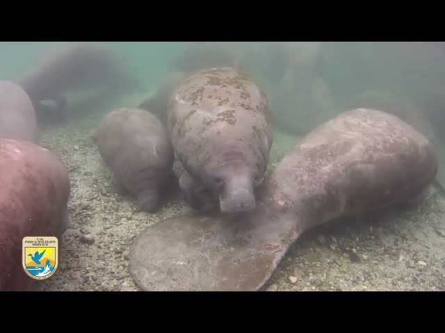 Crystal River Refuge's  Manatee Manners  for Paddlers