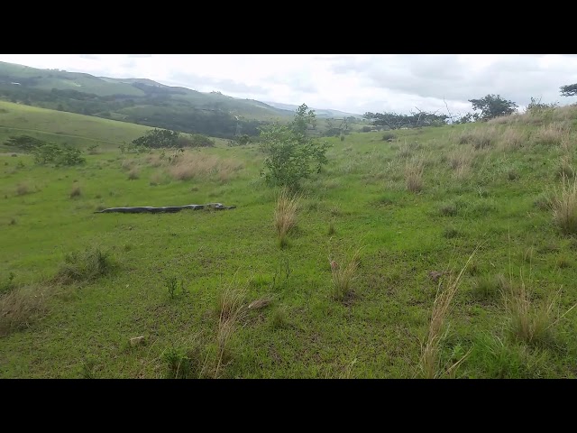 Massive Python spotted in Ballito