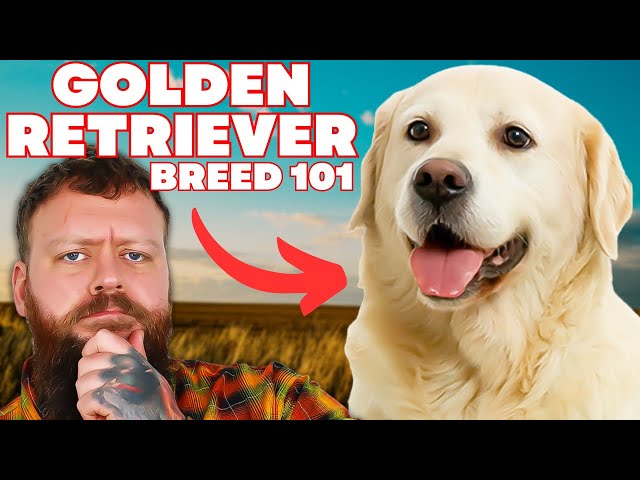 Is The Golden Retriever The Best Dog Breed In The World?!