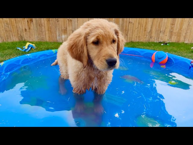 My Puppy's First Time in Swimming Pool