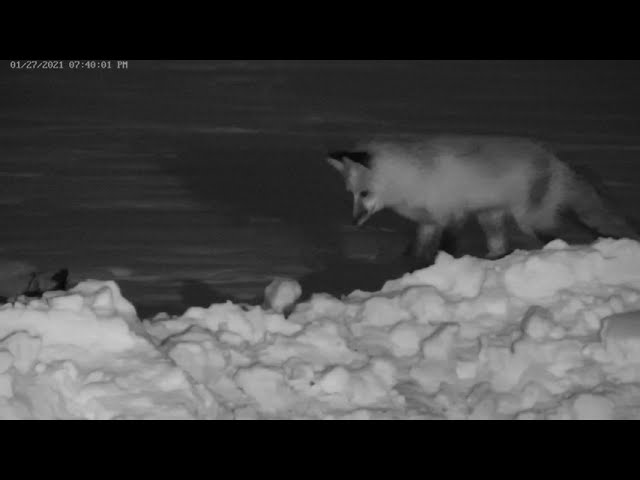 Foxes cavorting under a full moon and mating