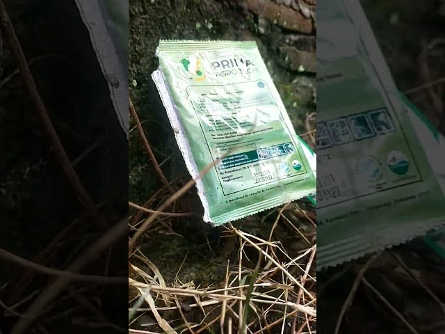 antisipasi dini hama ulat pada tanaman jagung