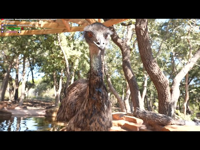 Recreating an Animal Sanctuary in Planet Zoo 2