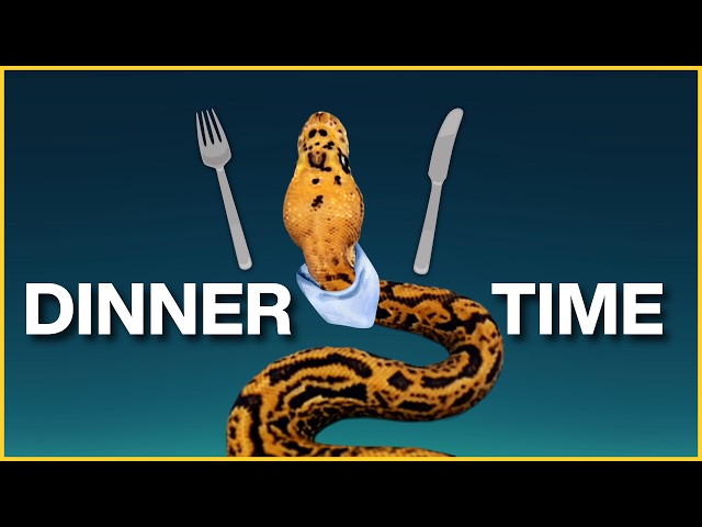 5 Feeding Tips Every Ball Python Keeper MUST Know!