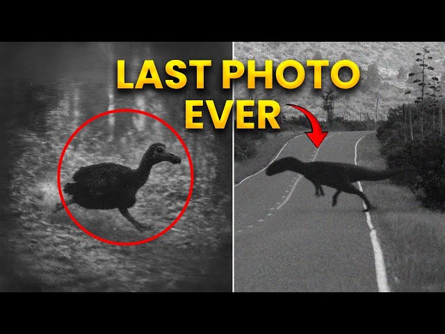 28 Last Photos of Extinct Animals | Full Series
