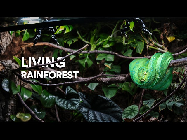 I Built a Rainforest Terrarium for My Green Tree Python