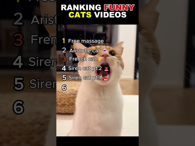 Ranking funny cat videos 🐈