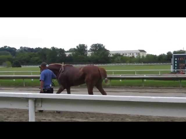 Suffolk Downs in HD - Closeup of restless Horses