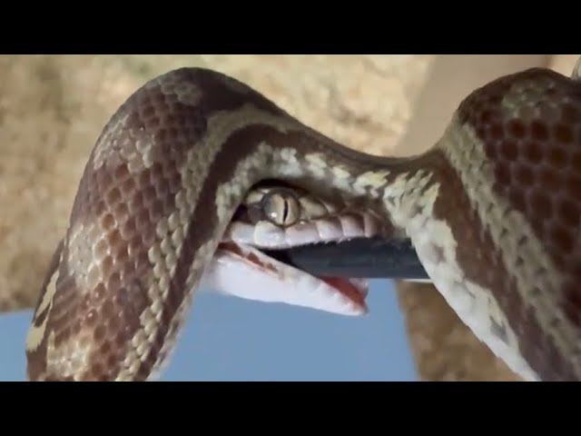 Not The Tongs￼!!! Western (Wheatbelt) Stimson Python mistaking tongs for a meal. ￼