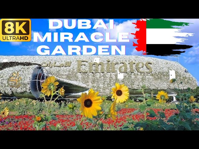 【8K】Dubai: Dubai Miracle Garden - Complete Walking Tour
