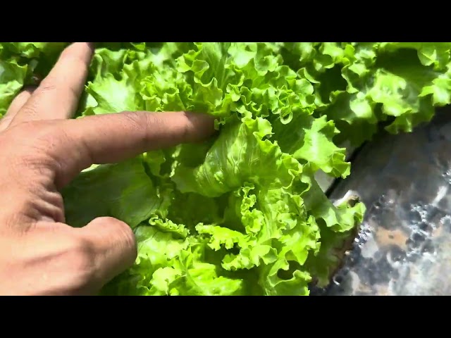 Variety na di masyadong inaataki ng insekto: Olmete, Estrosa, Evelyn Variety Comparison