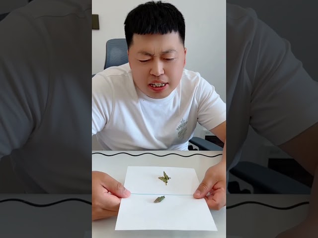 Butterfly birth from butterfly box #short
