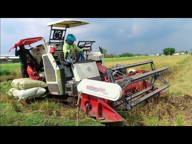 KOMBET SAWAH BIMO 102 SS MEMANEN CEPAT DI KAIBON MADIUN