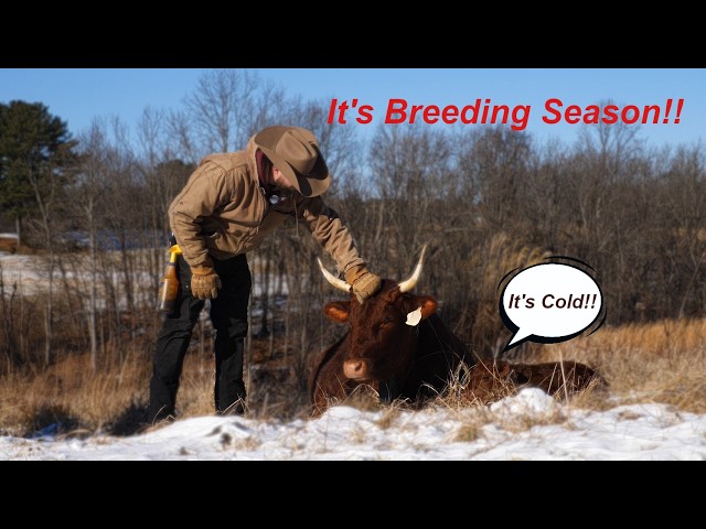 Best Livestock Breeding Tips for Small Farms and Homesteaders: Fall Calving, Bull Rental & AI