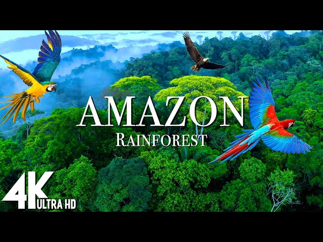 🌿 Amazon Rainforest 4K UHD | The World’s Largest Tropical Jungle + Calming Music Relaxation Film