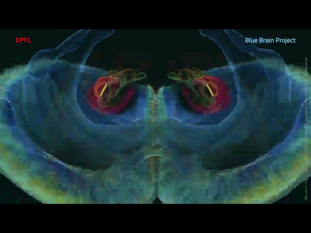 Blue Brain Project -  Digitally Reconstructing and Simulating the Brain