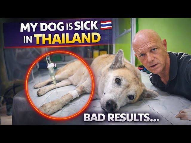 My Dog Got Sick in Thailand… Here’s What the Vet Cost