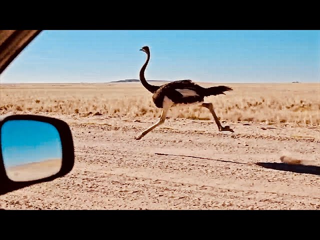 MAN AND BEAST - Part 59